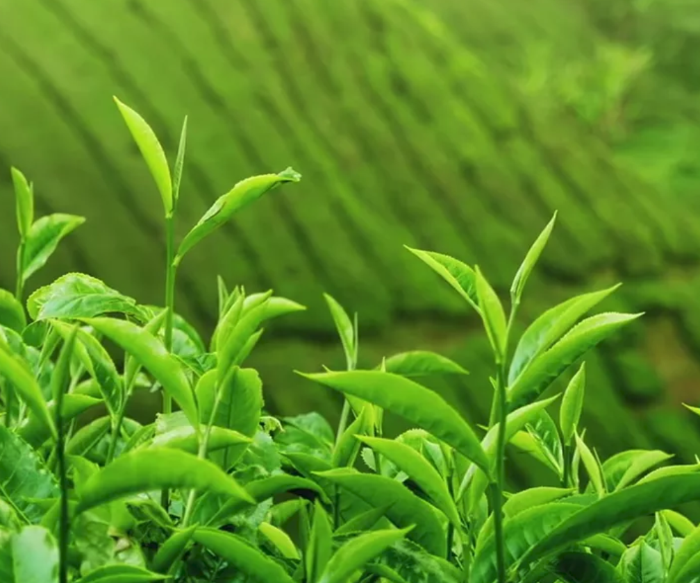 tea machine